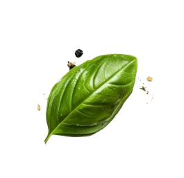 Holistic Recovery Australia